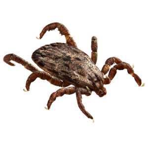 Tick insect PNG-51918